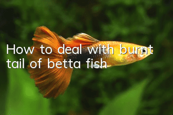 How to deal with burnt tail of betta fish