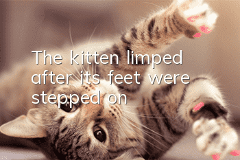 The kitten limped after its feet were stepped on