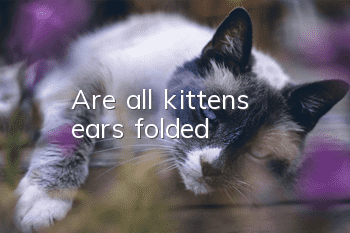 Are all kittens’ ears folded?