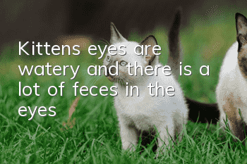 Kitten's eyes are watery and there is a lot of feces in the eyes