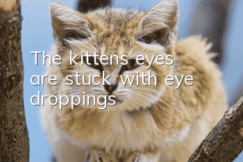 The kitten's eyes are stuck with eye droppings