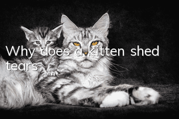 Why does a kitten shed tears?