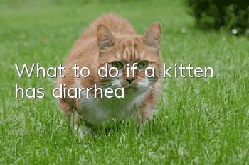 What to do if a kitten has diarrhea