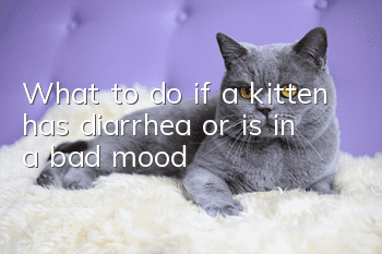 What to do if a kitten has diarrhea or is in a bad mood?