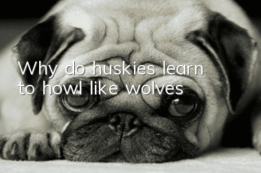 Why do huskies learn to howl like wolves?