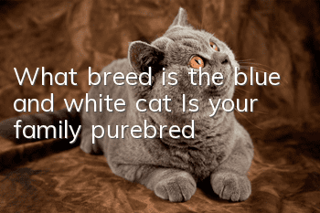 What breed is the blue and white cat? Is your family purebred?