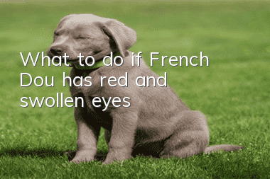 What to do if French Dou has red and swollen eyes
