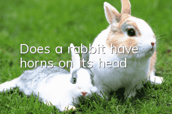Does a rabbit have horns on its head?