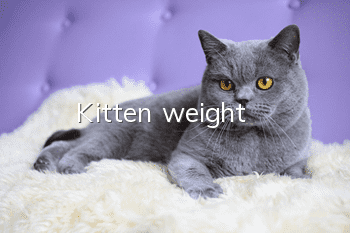 Kitten weight