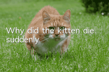 Why did the kitten die suddenly?