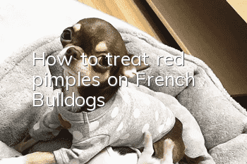 How to treat red pimples on French Bulldogs