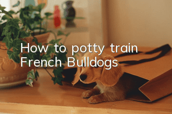 How to potty train French Bulldogs