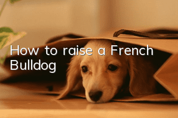 How to raise a French Bulldog