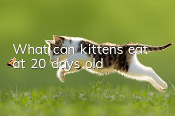 What can kittens eat at 20 days old?