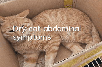Dry cat abdominal symptoms