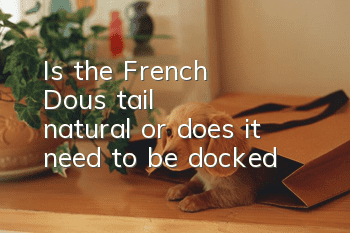 Is the French Dou's tail natural or does it need to be docked?