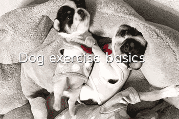 Dog exercise basics