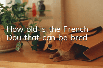 How old is the French Dou that can be bred?
