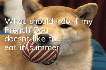 What should I do if my French Dou doesn't like to eat in summer?
