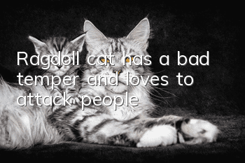 Ragdoll cat has a bad temper and loves to attack people
