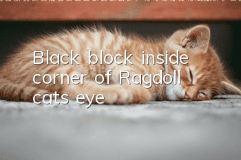 Black block inside corner of Ragdoll cat's eye