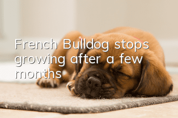 French Bulldog stops growing after a few months