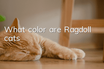 What color are Ragdoll cats?