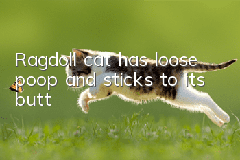 Ragdoll cat has loose poop and sticks to its butt