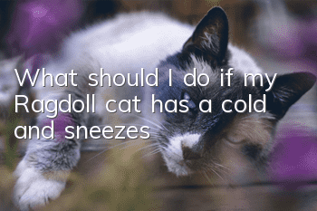 What should I do if my Ragdoll cat has a cold and sneezes?