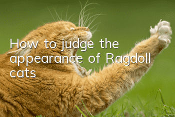 How to judge the appearance of Ragdoll cats