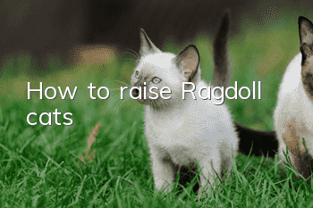 How to raise Ragdoll cats