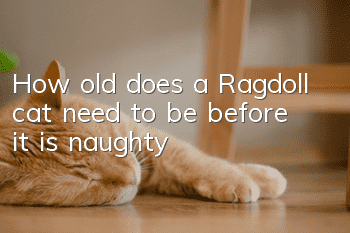 How old does a Ragdoll cat need to be before it is naughty?