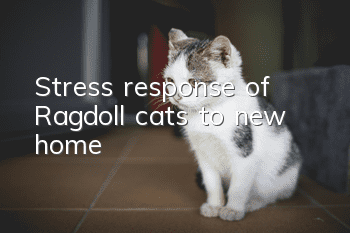 Stress response of Ragdoll cats to new home