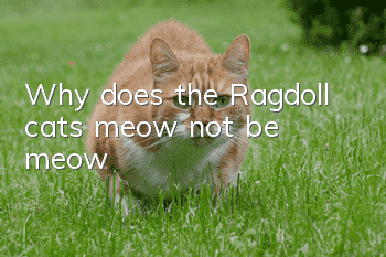 Why does the Ragdoll cat’s meow not be meow?