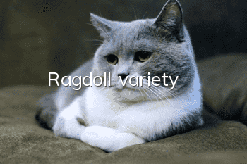 Ragdoll variety