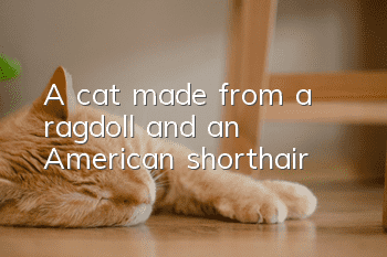 A cat made from a ragdoll and an American shorthair