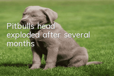 Pitbull’s head exploded after several months