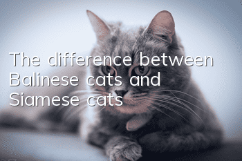 The difference between Balinese cats and Siamese cats