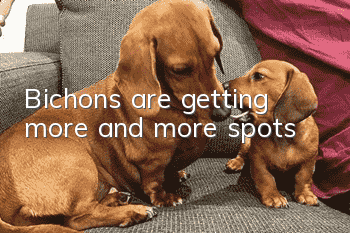 Bichons are getting more and more spots