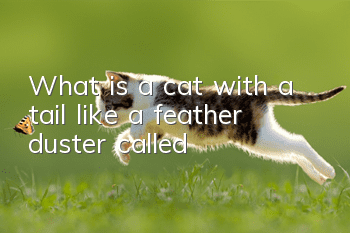 What is a cat with a tail like a feather duster called?