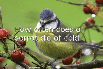 How often does a parrot die of cold?
