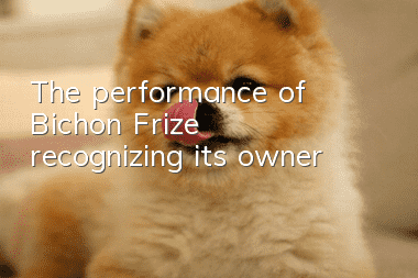 The performance of Bichon Frize recognizing its owner