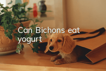 Can Bichons eat yogurt?