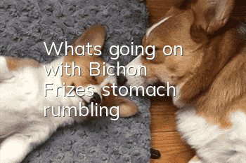 What's going on with Bichon Frize's stomach rumbling?