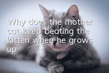 Why does the mother cat keep beating the kitten when he grows up?