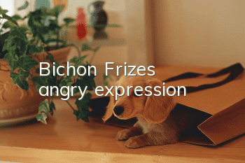 Bichon Frize's angry expression