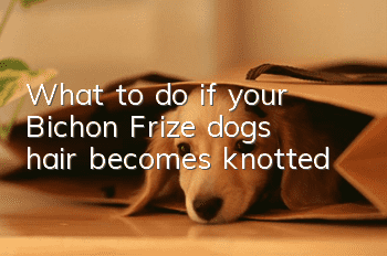What to do if your Bichon Frize dog’s hair becomes knotted