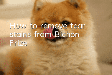 How to remove tear stains from Bichon Frize
