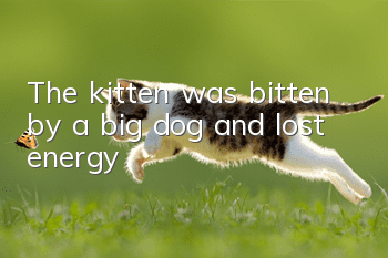 The kitten was bitten by a big dog and lost energy