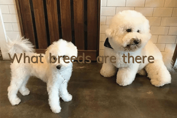 What breeds are there?